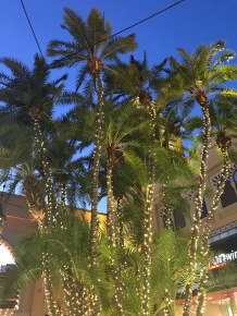 Image of palm trees decorated for Christmas.