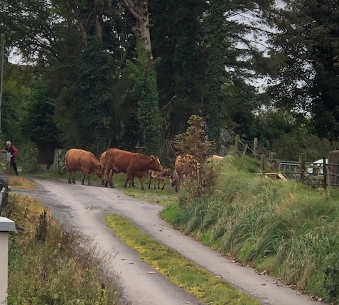 Image of cows crossing in front of a small road.