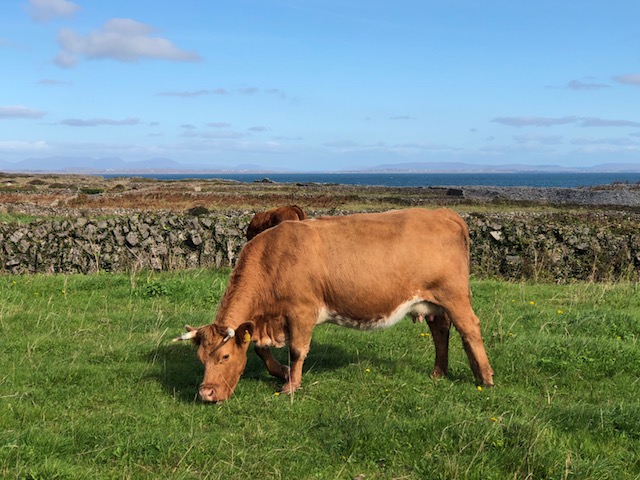 Image of an Inishmore Cow